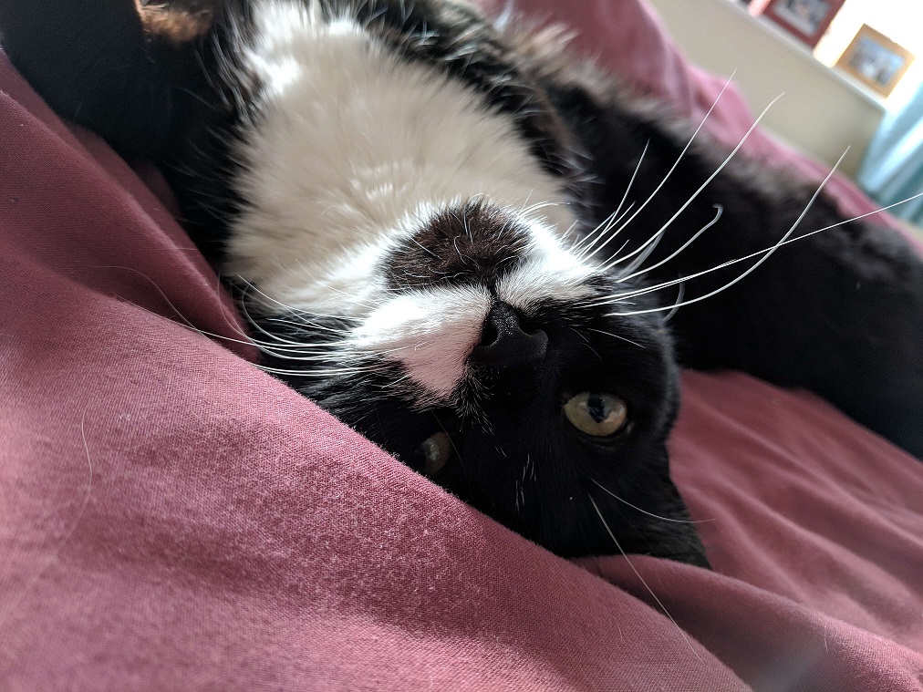 Photo of a black and white cat looking at the camera upside down